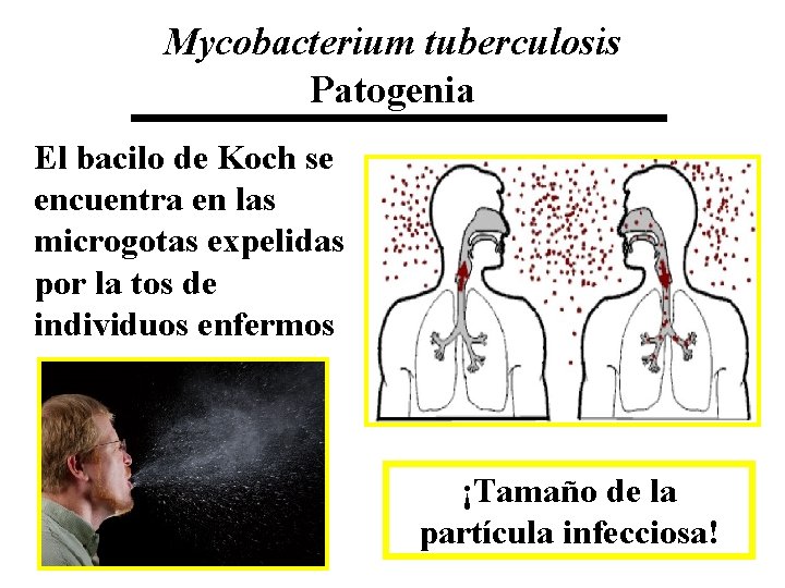 Mycobacterium tuberculosis Patogenia El bacilo de Koch se encuentra en las microgotas expelidas por
