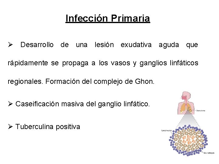 Infección Primaria Ø Desarrollo de una lesión exudativa aguda que rápidamente se propaga a