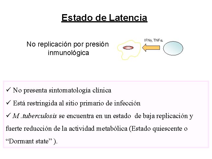 Estado de Latencia No replicación por presión inmunológica IFNg, TNFa ü No presenta sintomatología