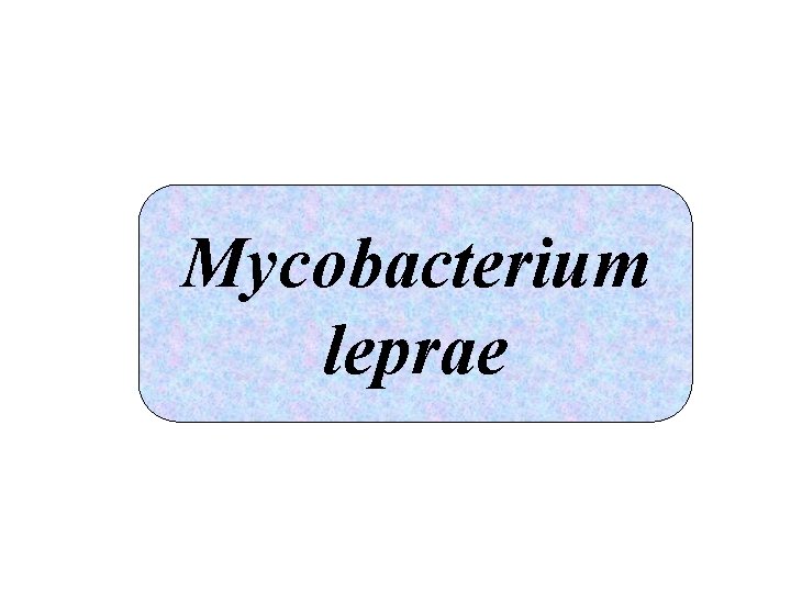 Mycobacterium leprae 