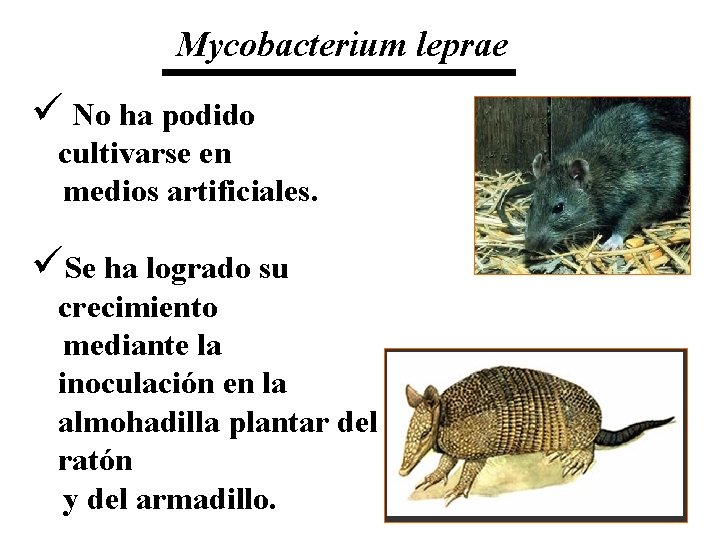 Mycobacterium leprae ü No ha podido cultivarse en medios artificiales. üSe ha logrado su