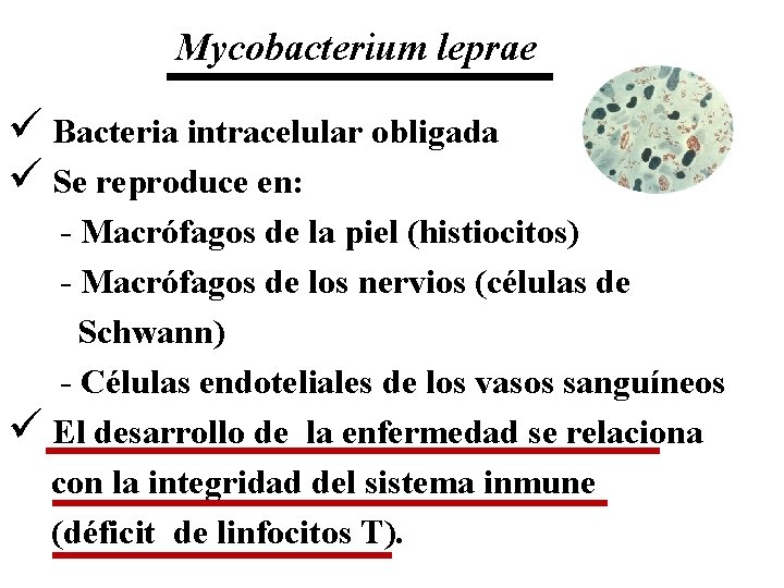 Mycobacterium leprae ü Bacteria intracelular obligada ü Se reproduce en: - Macrófagos de la