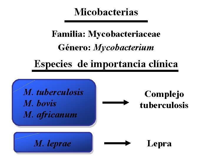 Micobacterias Familia: Mycobacteriaceae Género: Mycobacterium Especies de importancia clínica M. tuberculosis M. bovis M.