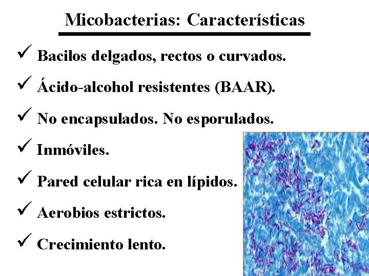 Micobacterias: Características ü Bacilos delgados, rectos o curvados. ü Ácido-alcohol resistentes (BAAR). ü No