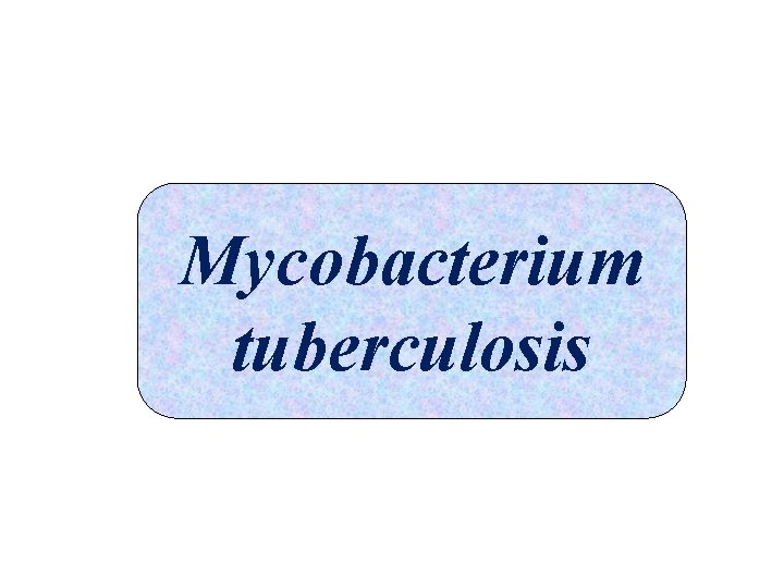 Mycobacterium tuberculosis 