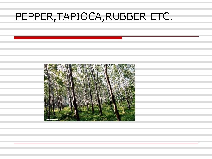 PEPPER, TAPIOCA, RUBBER ETC. 
