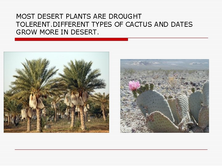 MOST DESERT PLANTS ARE DROUGHT TOLERENT. DIFFERENT TYPES OF CACTUS AND DATES GROW MORE