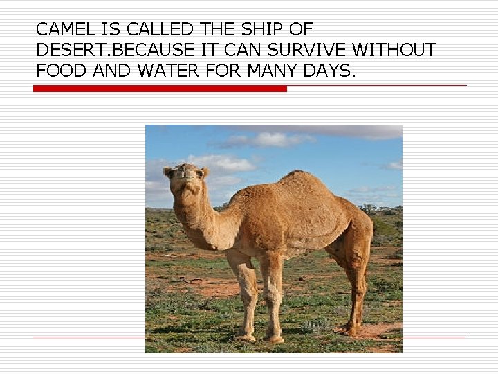 CAMEL IS CALLED THE SHIP OF DESERT. BECAUSE IT CAN SURVIVE WITHOUT FOOD AND