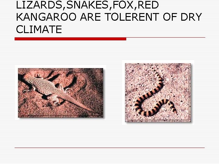 LIZARDS, SNAKES, FOX, RED KANGAROO ARE TOLERENT OF DRY CLIMATE 