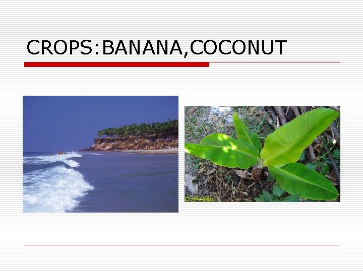 CROPS: BANANA, COCONUT 