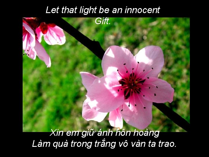 Let that light be an innocent Gift. Xin em giữ ánh hôn hoàng Làm