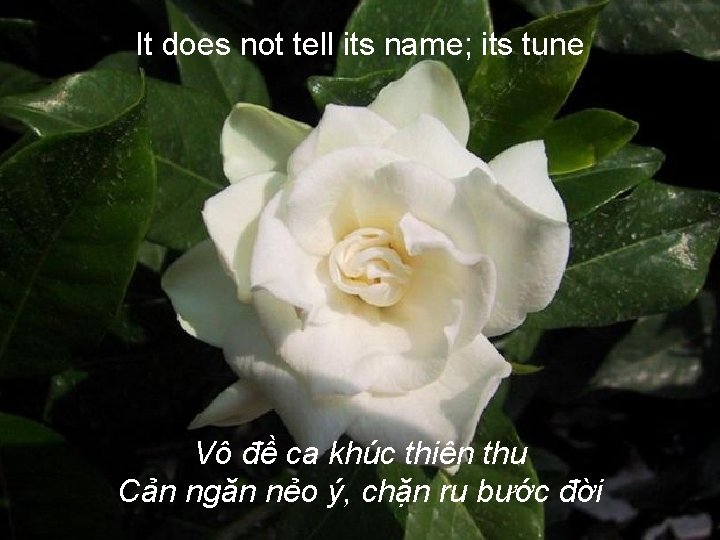 It does not tell its name; its tune Vô đề ca khúc thiên thu