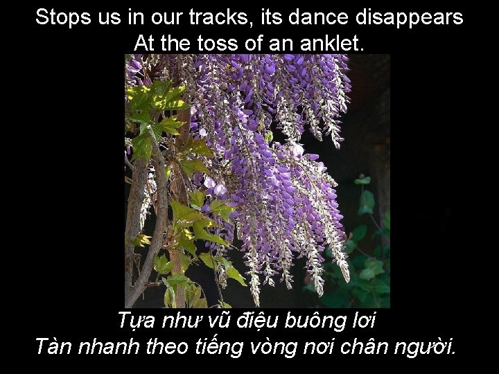 Stops us in our tracks, its dance disappears At the toss of an anklet.