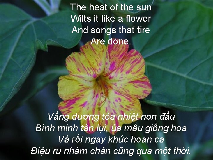 The heat of the sun Wilts it like a flower And songs that tire