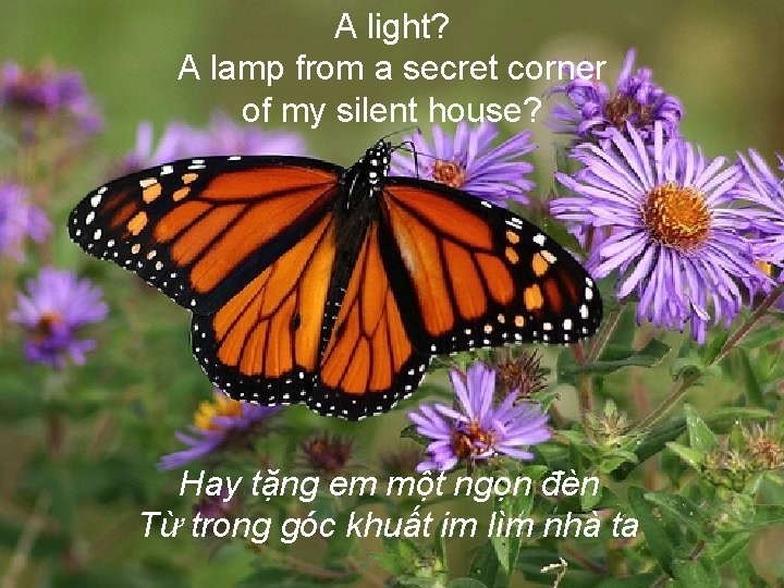 A light? A lamp from a secret corner of my silent house? Hay tặng