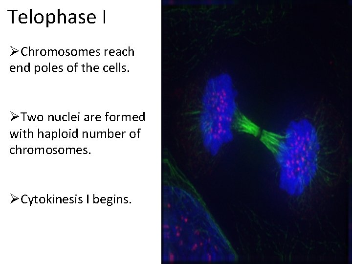 Telophase I ØChromosomes reach end poles of the cells. ØTwo nuclei are formed with