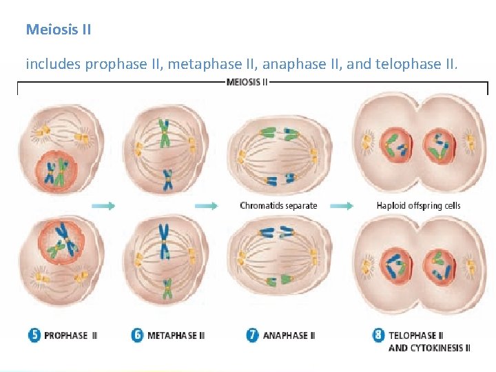 Meiosis II includes prophase II, metaphase II, and telophase II. 