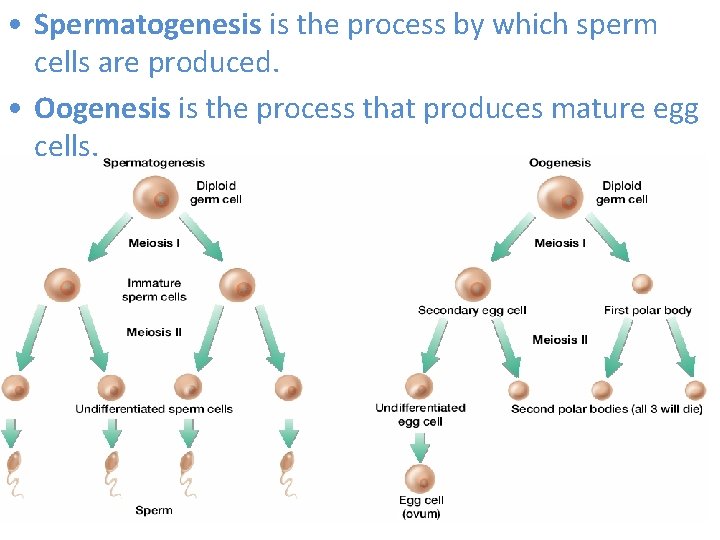  • Spermatogenesis is the process by which sperm cells are produced. • Oogenesis