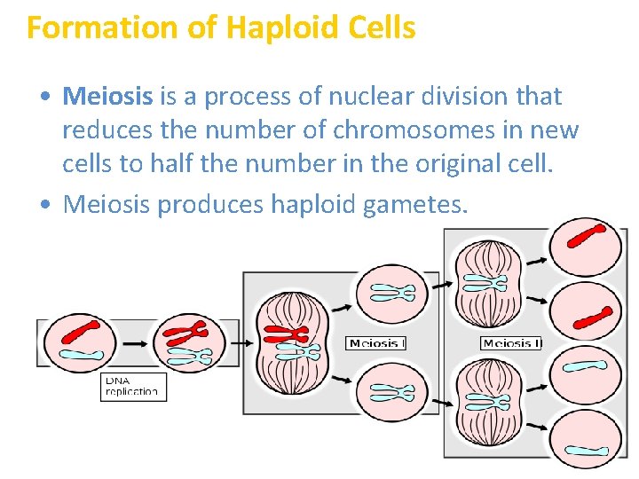Formation of Haploid Cells • Meiosis is a process of nuclear division that reduces