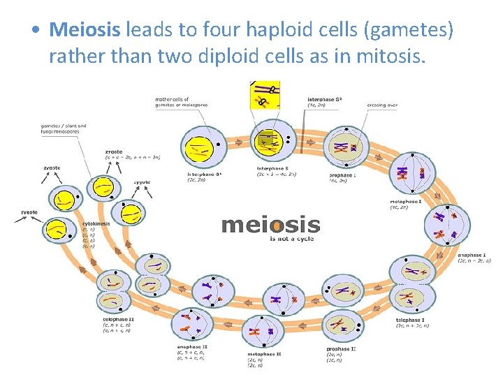 • Meiosis leads to four haploid cells (gametes) rather than two diploid cells