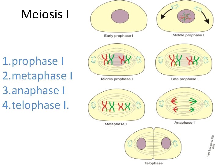 Meiosis I 1. prophase I 2. metaphase I 3. anaphase I 4. telophase I.