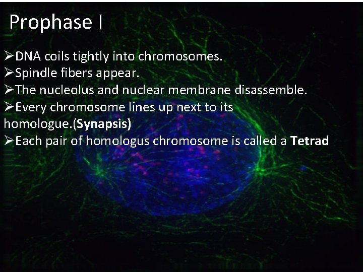Prophase I ØDNA coils tightly into chromosomes. ØSpindle fibers appear. ØThe nucleolus and nuclear