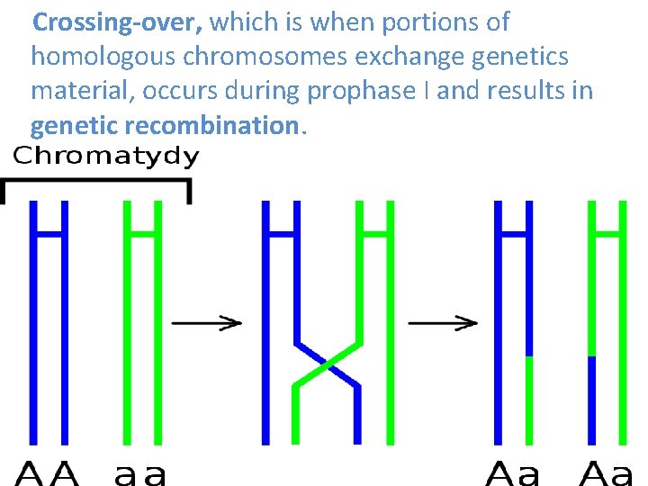 Crossing-over, which is when portions of homologous chromosomes exchange genetics material, occurs during prophase