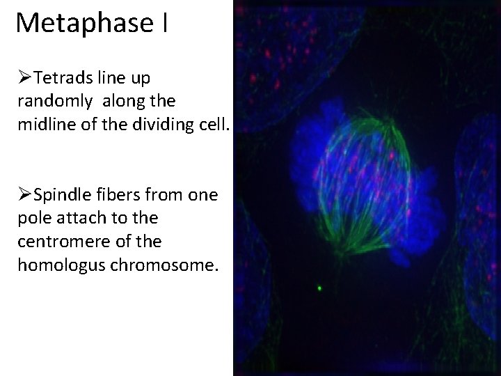 Metaphase I ØTetrads line up randomly along the midline of the dividing cell. ØSpindle