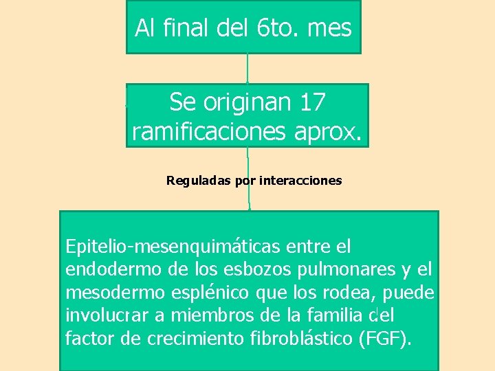 Al final del 6 to. mes Se originan 17 ramificaciones aprox. Reguladas por interacciones