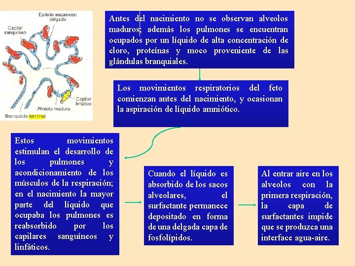 Antes del nacimiento no se observan alveolos maduros; además los pulmones se encuentran ocupados