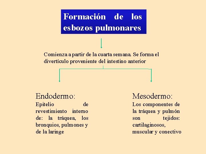 Formación de los esbozos pulmonares Comienza a partir de la cuarta semana. Se forma