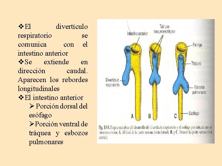 v. El divertículo respiratorio se comunica con el intestino anterior v. Se extiende en