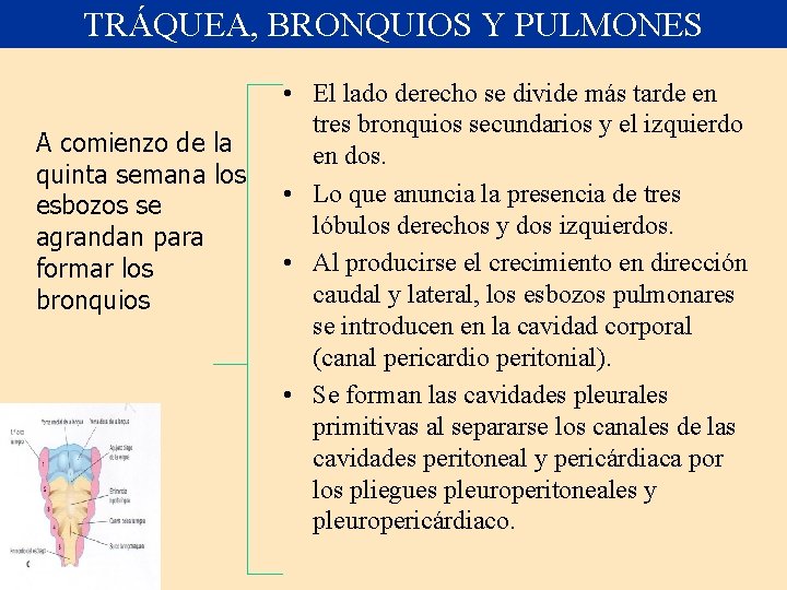 TRÁQUEA, BRONQUIOS Y PULMONES A comienzo de la quinta semana los esbozos se agrandan