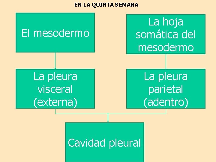 EN LA QUINTA SEMANA El mesodermo La hoja somática del mesodermo La pleura visceral