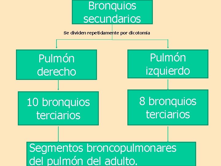 Bronquios secundarios Se dividen repetidamente por dicotomía Pulmón derecho Pulmón izquierdo 10 bronquios terciarios