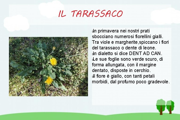 IL TARASSACO In primavera nei nostri prati sbocciano numerosi fiorellini gialli. Tra viole e