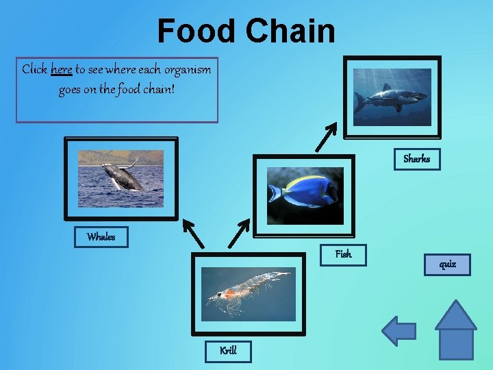 Food Chain Click here to see where each organism goes on the food chain!