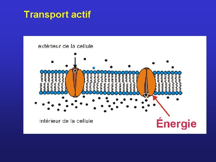 Transport actif 