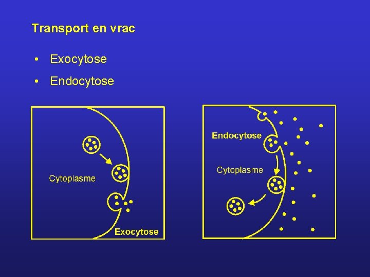 Transport en vrac • Exocytose • Endocytose 