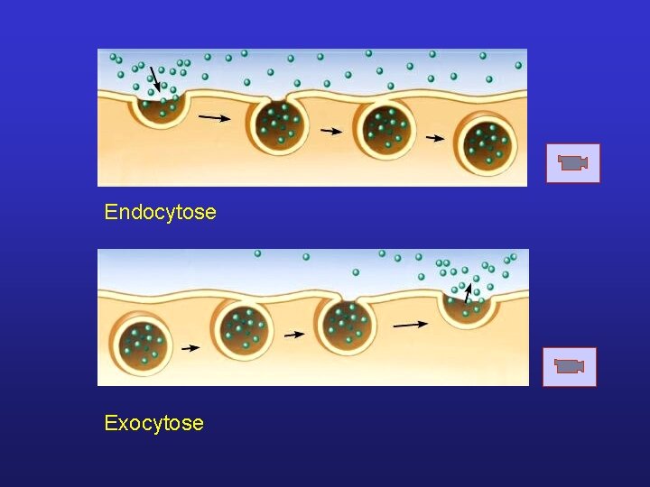 Endocytose Exocytose 
