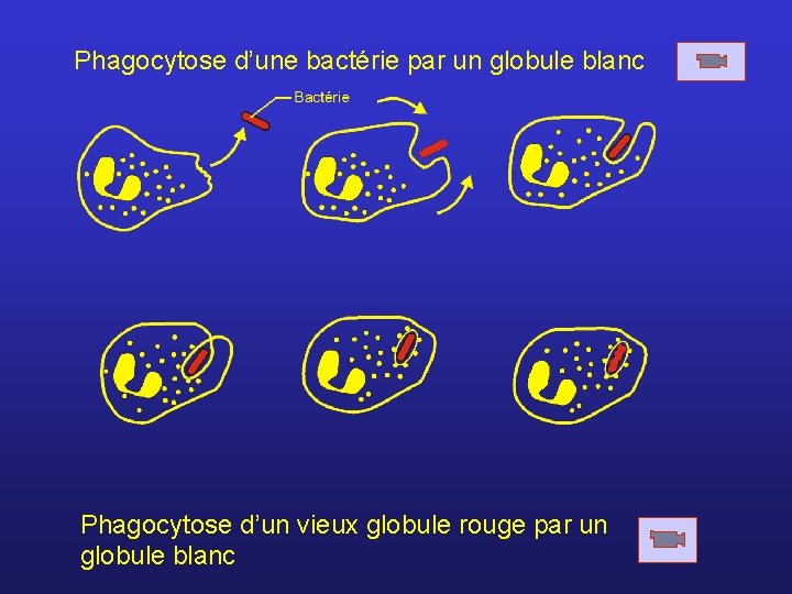 Phagocytose d’une bactérie par un globule blanc Phagocytose d’un vieux globule rouge par un