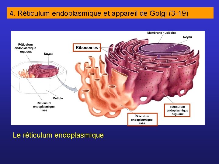 4. Réticulum endoplasmique et appareil de Golgi (3 -19) Le réticulum endoplasmique 