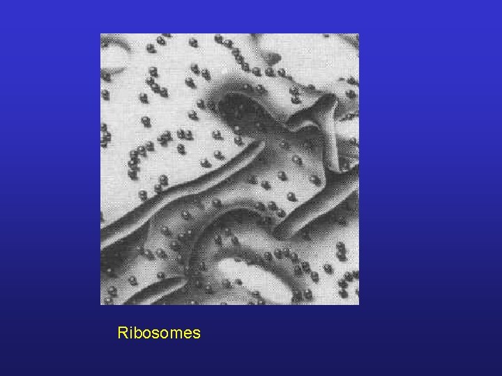 Ribosomes 