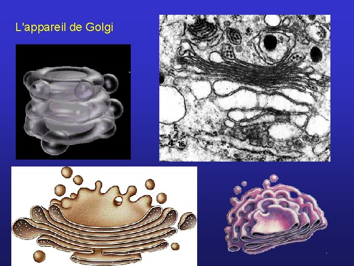 L'appareil de Golgi 