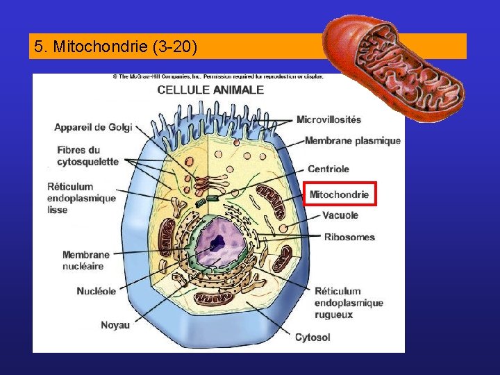 5. Mitochondrie (3 -20) 