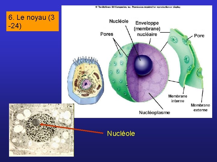 6. Le noyau (3 -24) Nucléole 