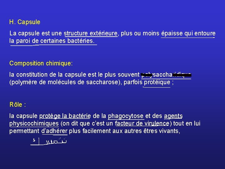 H. Capsule La capsule est une structure extérieure, plus ou moins épaisse qui entoure