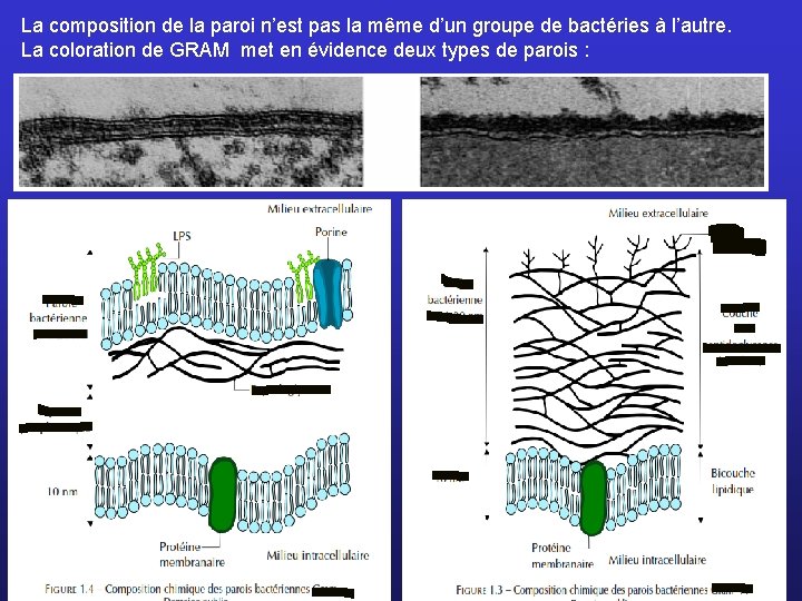 La composition de la paroi n’est pas la même d’un groupe de bactéries à