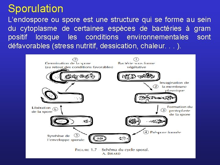 Sporulation L’endospore ou spore est une structure qui se forme au sein du cytoplasme