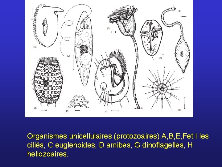 Organismes unicellulaires (protozoaires) A, B, E, Fet I les ciliés, C euglenoides, D amibes,